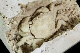 Fossil Crab (Potamon) Preserved in Travertine - Turkey #112348-4
